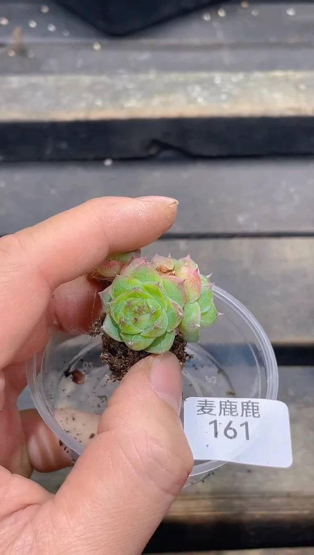 161琼华不包整散     量拍