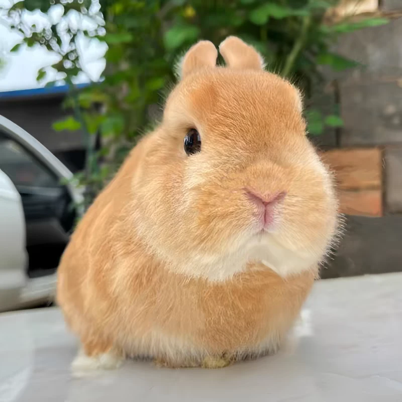 宠物兔活物茶杯长不大不咬人迷你侏儒儿童养猫猫兔荷兰垂耳兔活体