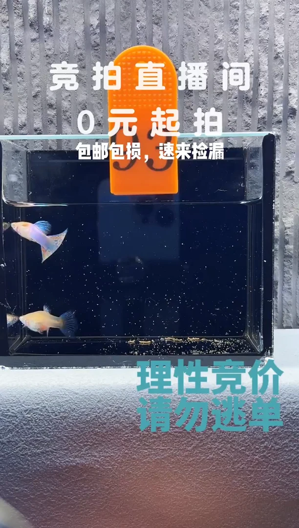 孔雀鱼天使彩虹草尾编号93