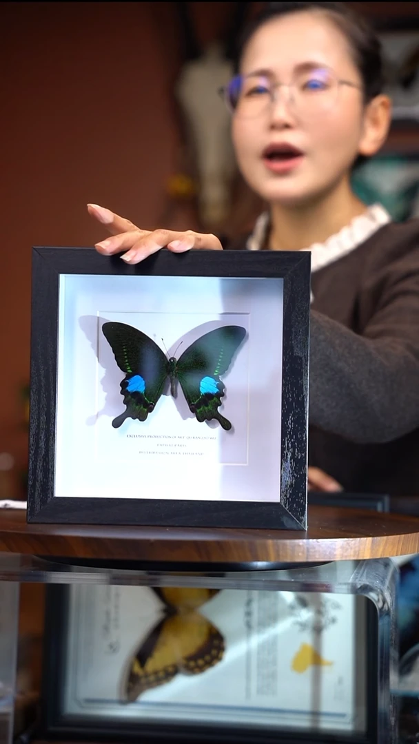 巴黎翠凤蝶      常规