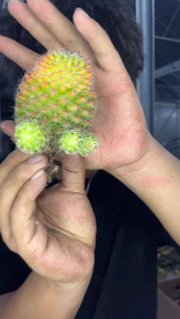 红娜丸【带根】不指定带崽