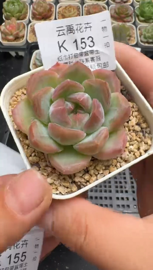 153K云禹多肉植物 带盆土纸巾打包 当天拍3颗包邮