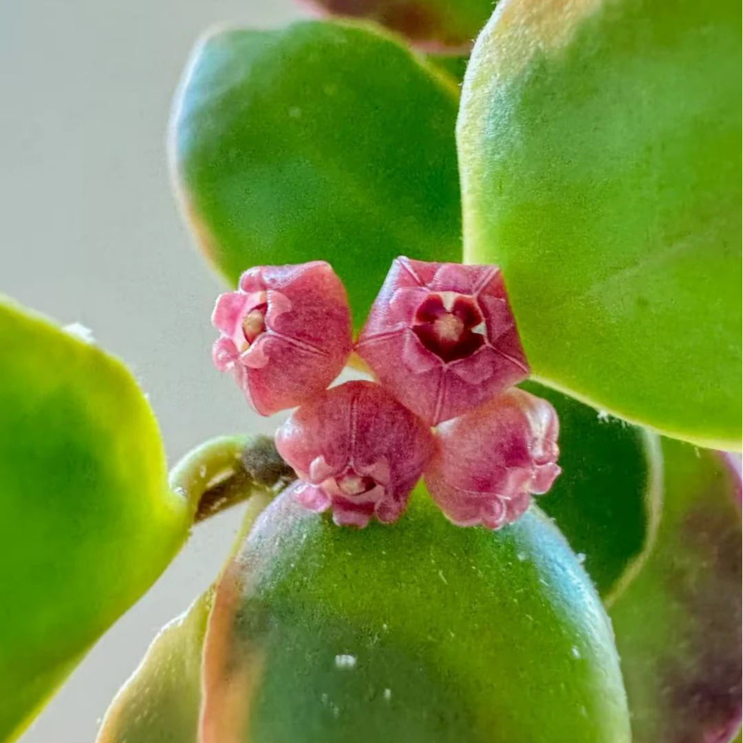 休斯科尔外锦球兰 Hoya heuschkeliana albomarginata 垂吊植物