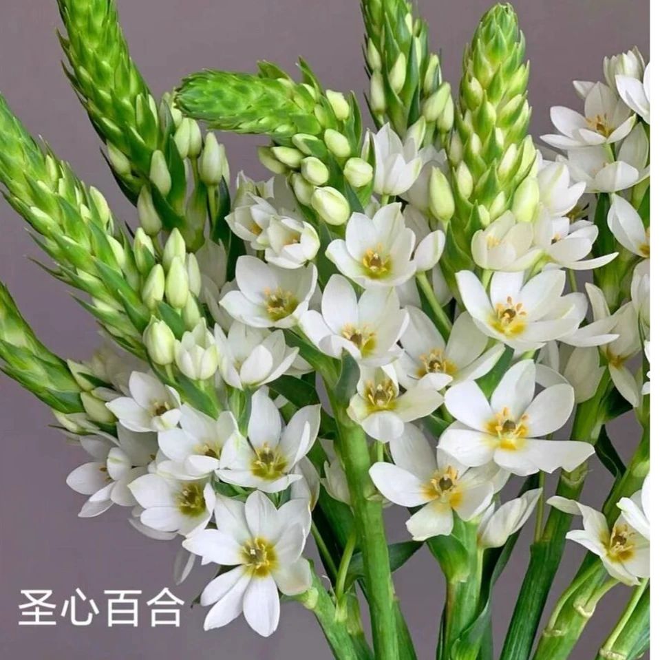 (圣心百合)东北鲜花基地直发 顺丰包邮