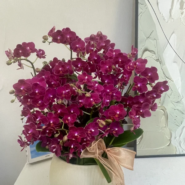 蝴蝶兰 【甜心公主】真花 秋冬耐寒花卉 四季开花 多样性发货