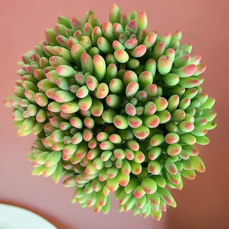 春萌多肉带盆土防辐射净化生根春萌缀化带花苞玉树多肉老桩生石花