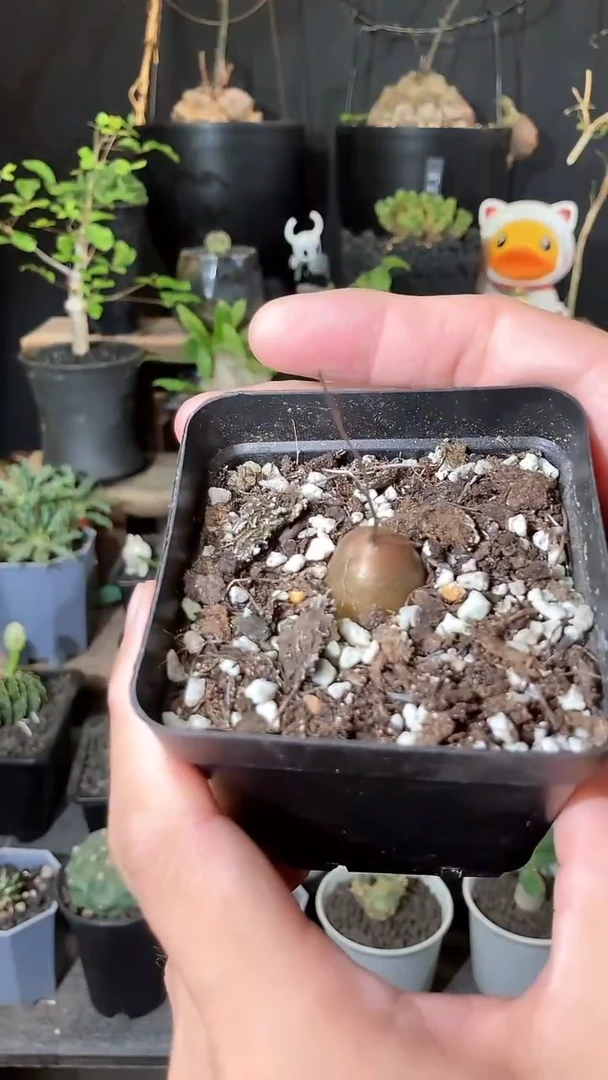 量拍福利半球龟甲龙宝宝带盆