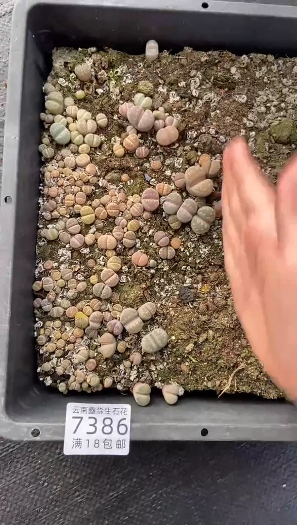 【闪购商品】7386特价大牙个头小只带土发货