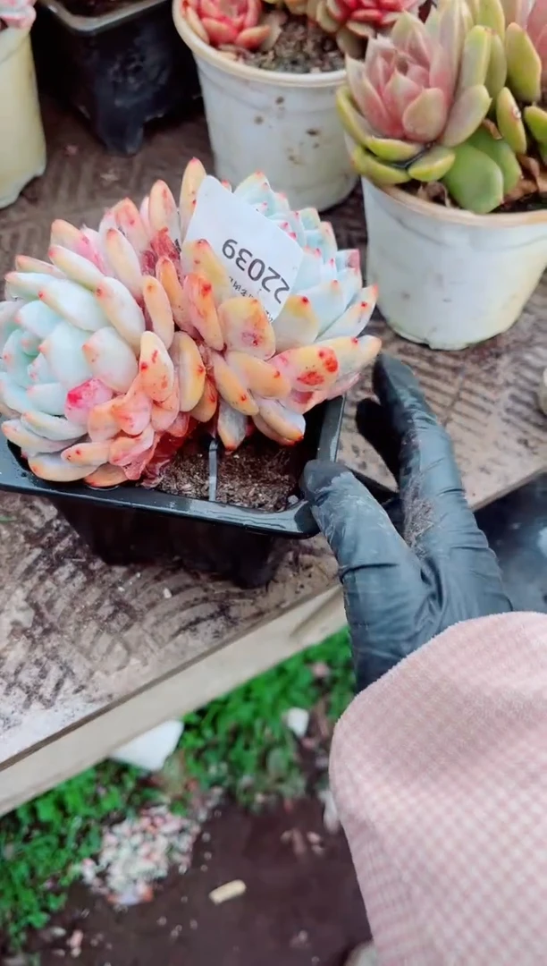 用****8跃跃精品多肉22039