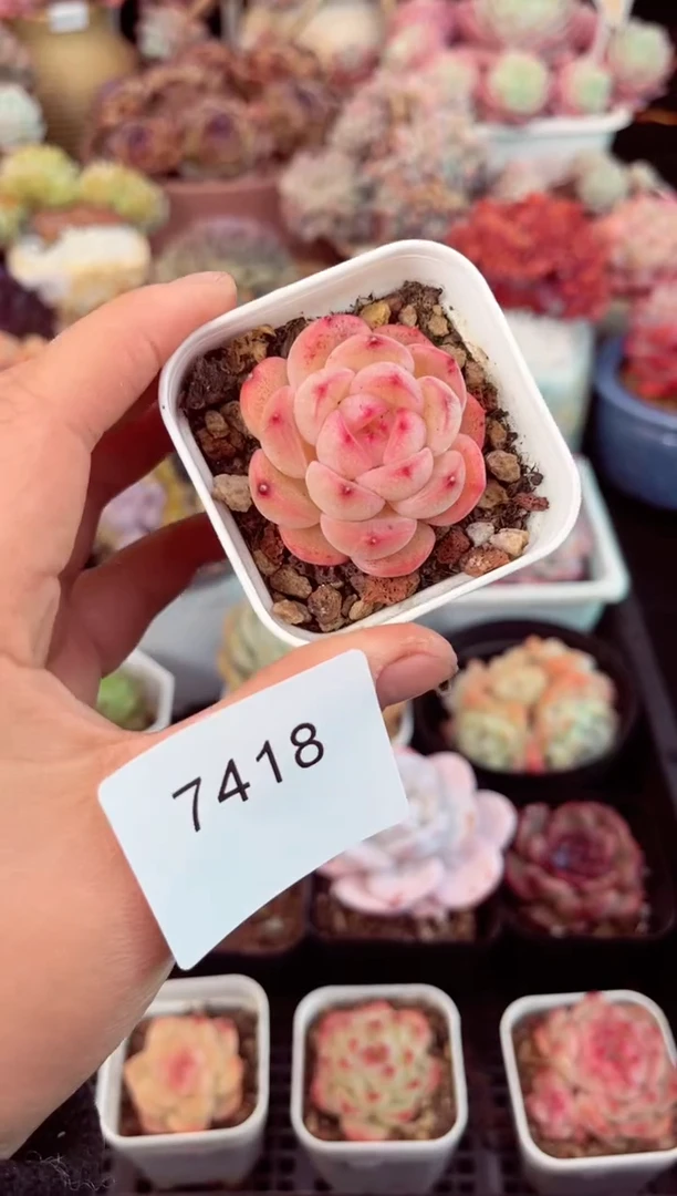 【闪购商品】7418珍妮多肉