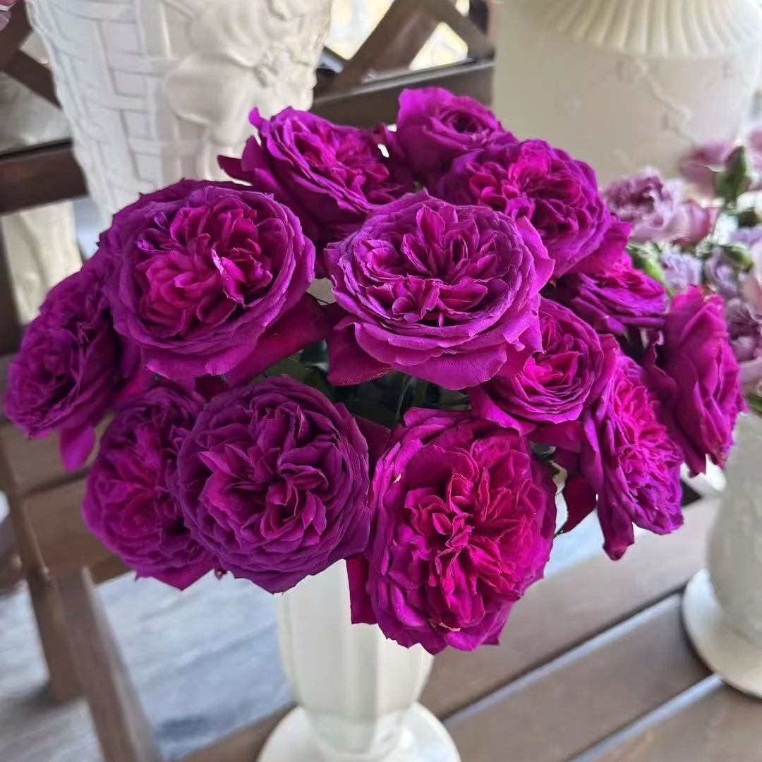 【彩】德瑞尔稀有多头玫瑰   玖枝花优选 基地直发鲜花儿