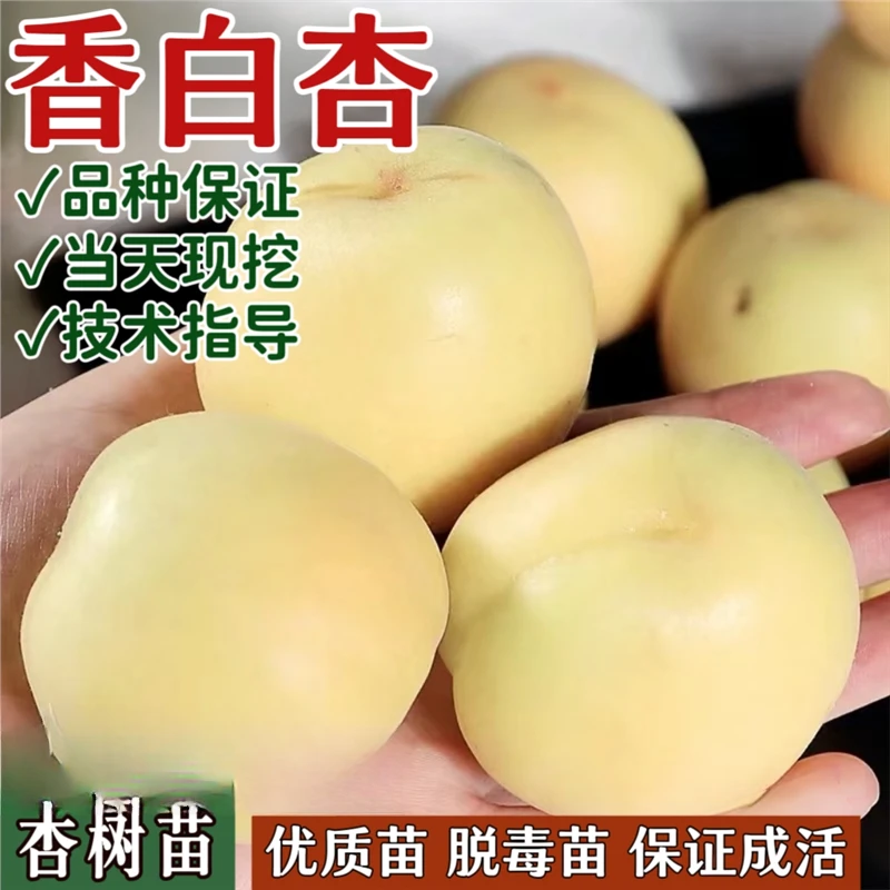 香白杏树果苗南北方庭院地栽种植特大果树苗盆栽嫁接耐寒当年结果