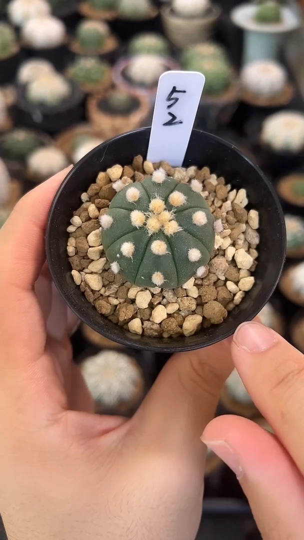 炸毛大油实生根星兜编码52