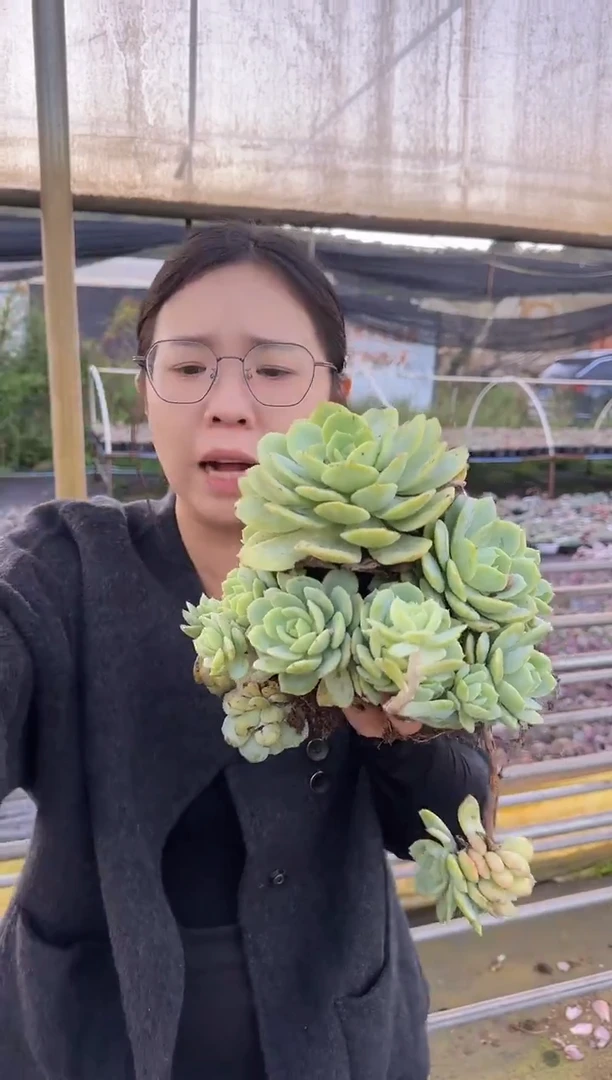 铁架子上恋曲9.99