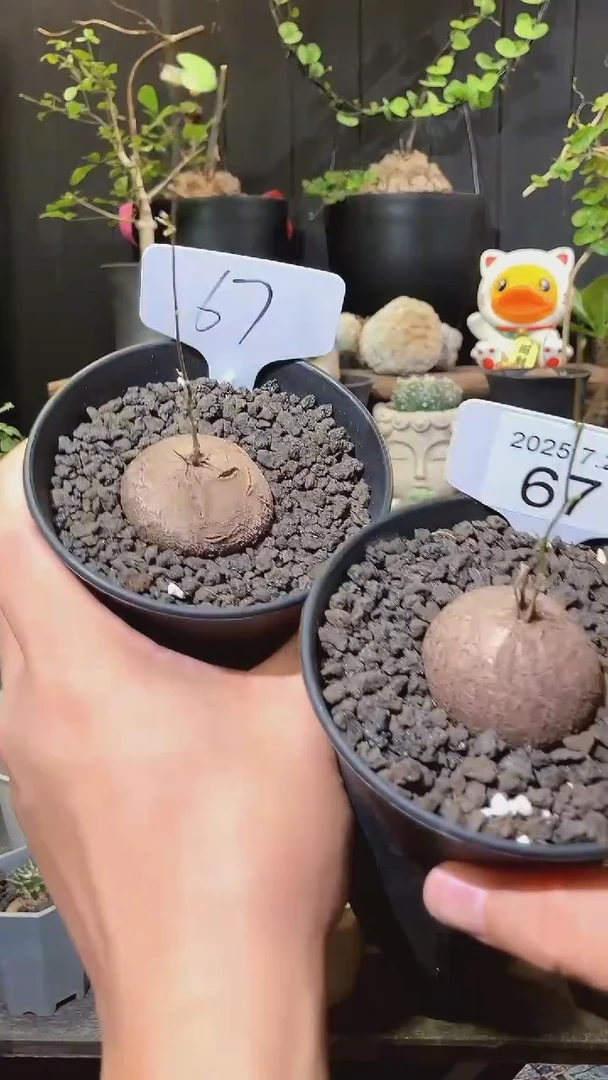 67号725福利南非龟甲龙买1送1个
