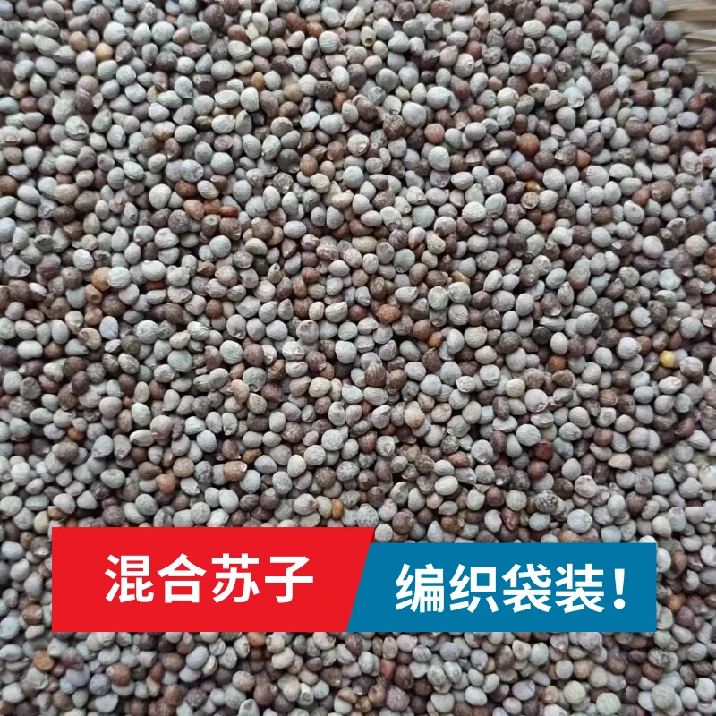 白苏子紫苏子混合苏子花苏子文鸟玉鸟鸟粮鸟食