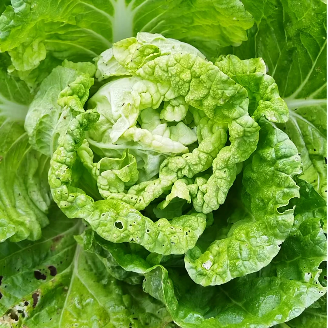 松滋农户黄心大白菜现采现发