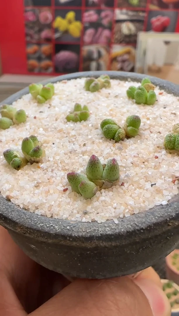 【闪购商品】22-52樱雪斑马一颗