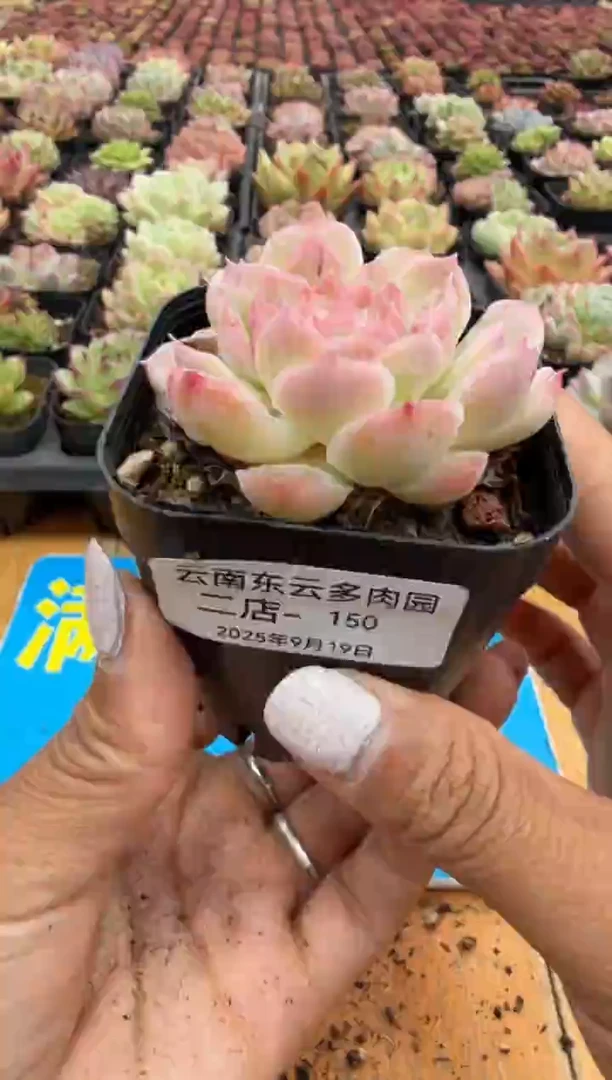 东云多肉园二店-150