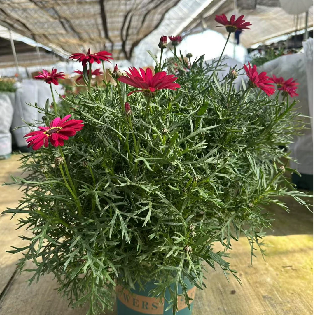 飞花|玛格丽特|玫红|