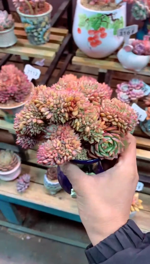 329F（一物一拍，精品多肉，w所见即所得 ）