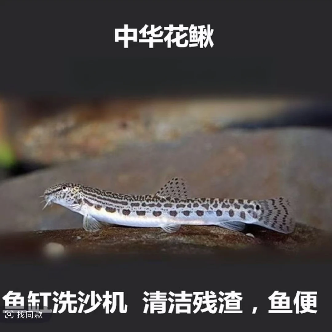 中华花鳅 冷水清道夫 清洁工具鱼清洁鱼缸鱼便残渣 过滤水质