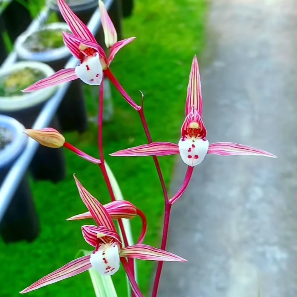 古北壹号优选【水月桃花】带花苞宽叶寒兰花卉直播兰花直播