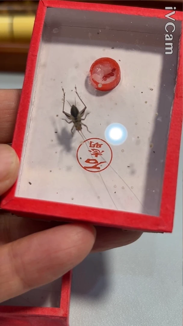 全品顶须最后一条金蛉子