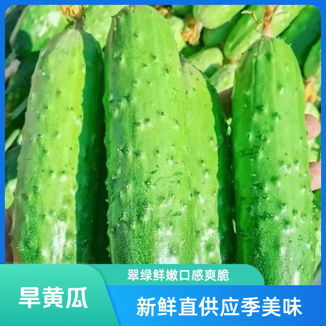 正宗农家自种新鲜当季东北小旱黄瓜现摘现发水果黄瓜小青瓜包邮