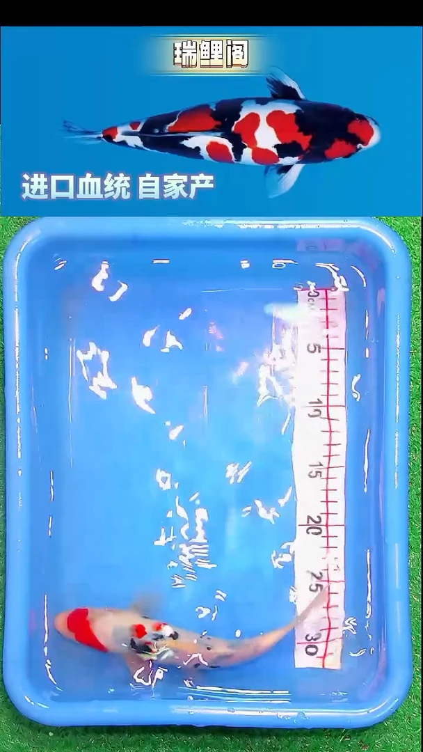 锦鲤瑞鲤阁精选--25