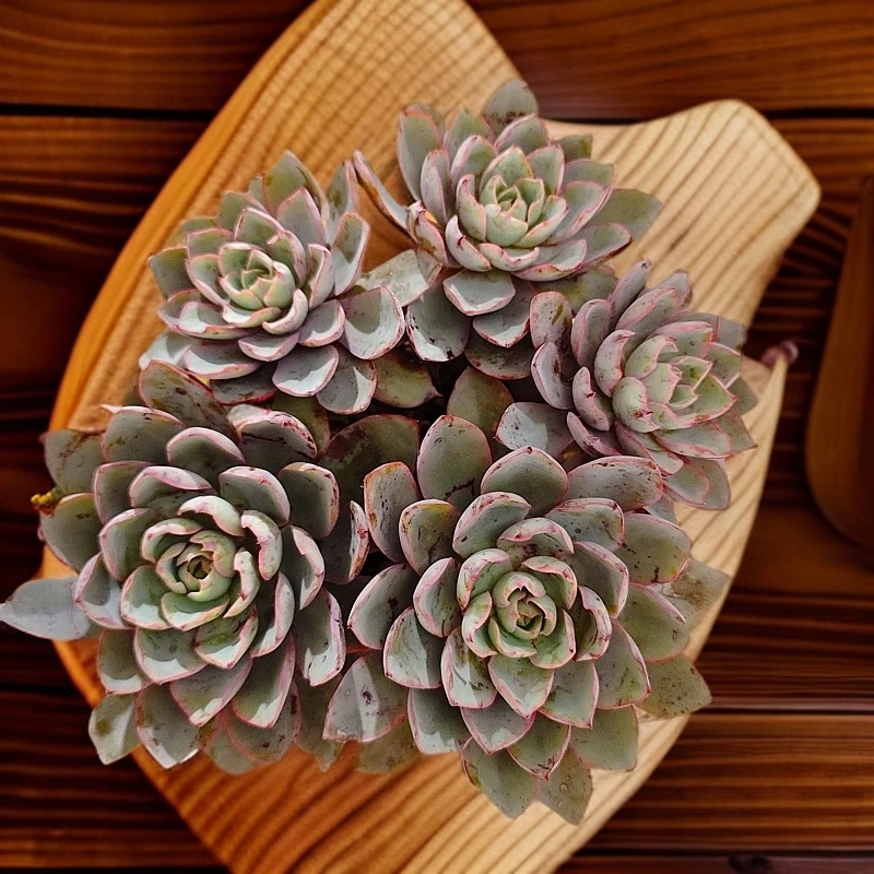 赫拉210#多头LZ云媚多肉植物好看新手闭眼入阳台庭院一单也包邮