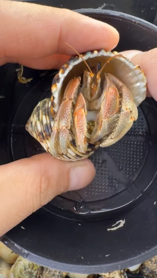 彩灰一只，不包全品