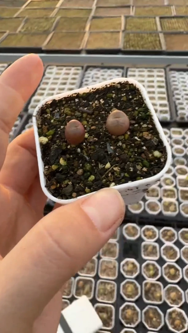 【闪购商品】3-142