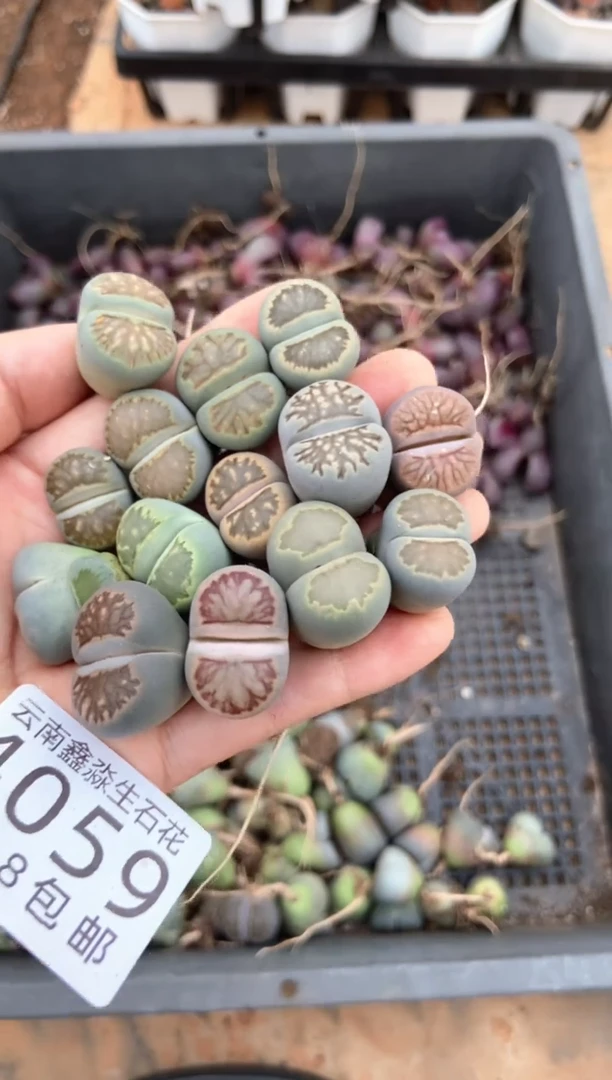 4059特价绿色菊有瑕疵发货4颗量拍【绿色2颗】