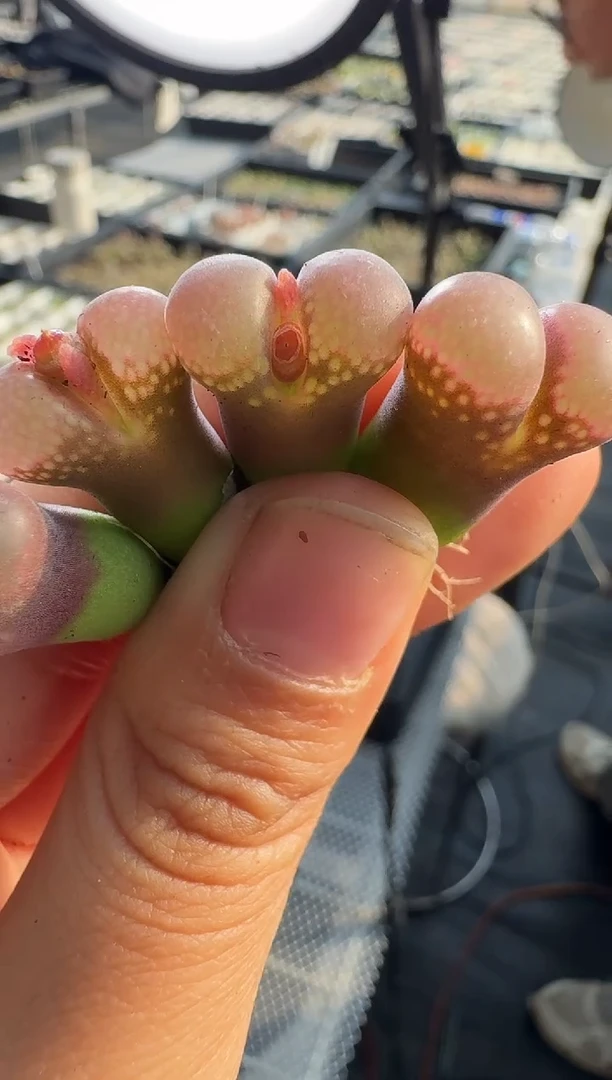 多肉植物肉锥5-28风铃1792.6.一颗