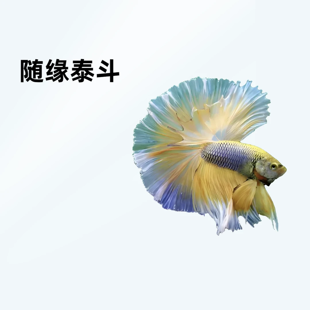 C11（241-264）随缘泰斗小型热带观赏鱼（直播间选鱼）