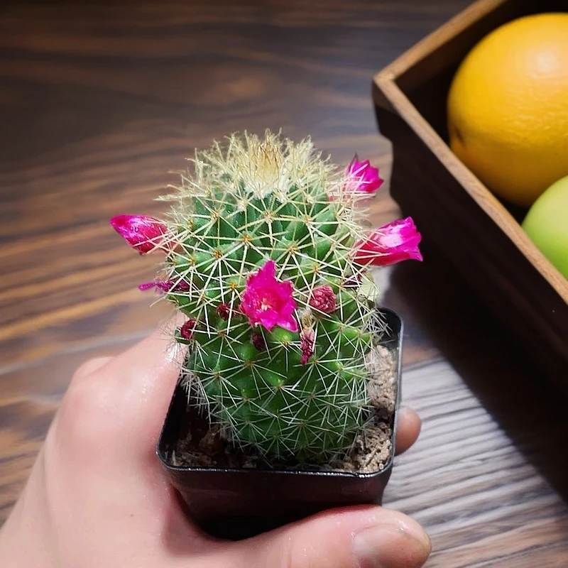 金刚丸仙人球带刺多肉植物室内阳台客厅小型盆栽带盆带土新手好养