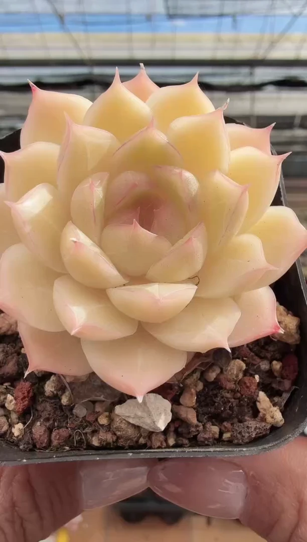 东云多肉园新款-205