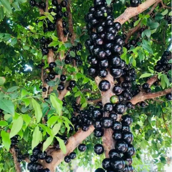 平攸苗正宗台湾嘉宝果树葡萄小叶沙巴四季盆栽果树庭院嘉宝果树苗