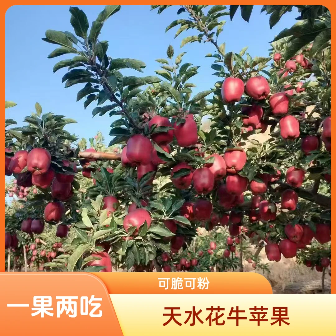 甘肃天水花牛苹果当季新鲜水果脆粉两吃红蛇果包邮