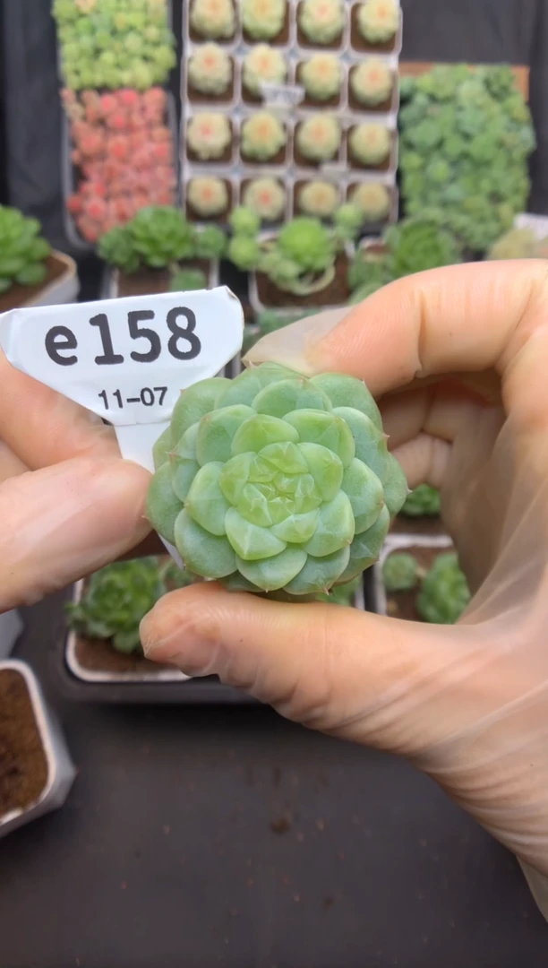 e158 遥遥珍妮 裸根 39.9