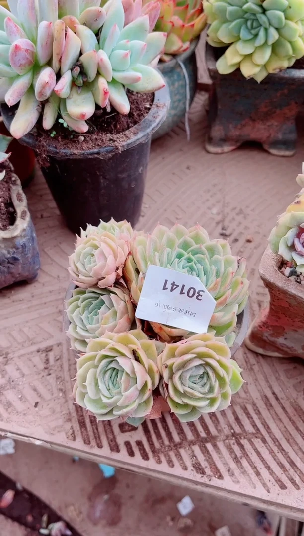 A****容30141多肉植物一物一拍