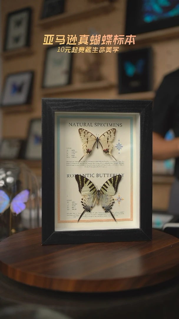 有机玻璃双蝶组合丝带蛱蝶绿凤蝶