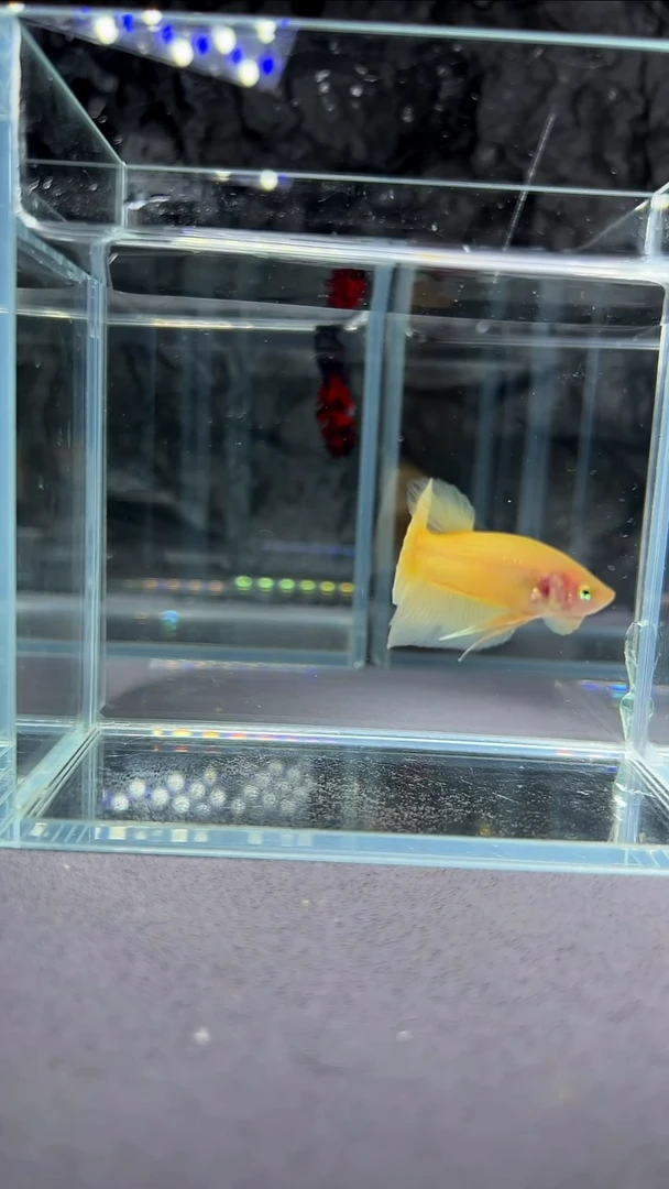 斗鱼竞拍链接A113