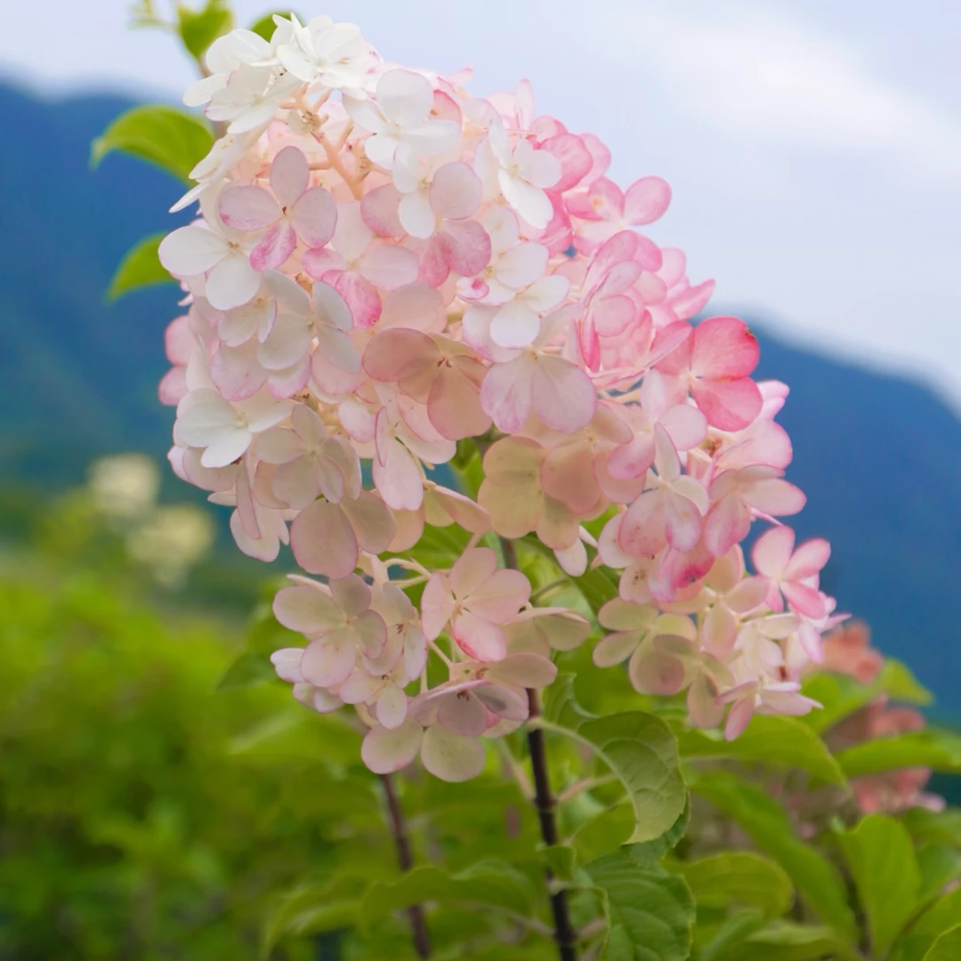 香草草莓圆锥绣球 小5加仑（张）前期白色秋色为粉色 带花苞发货