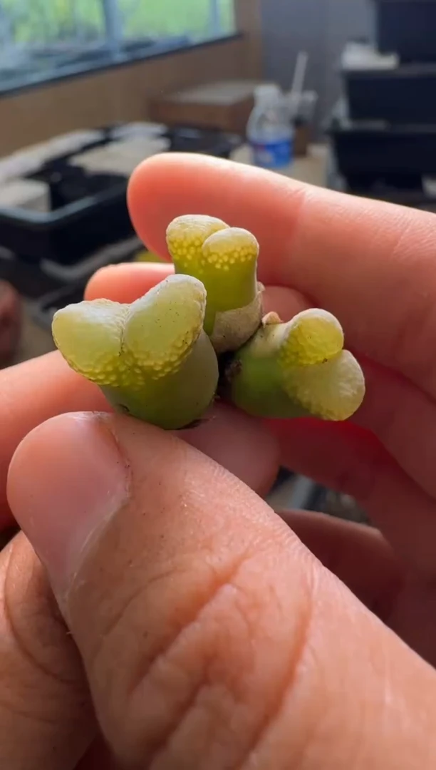 9-338多肉植物肉锥