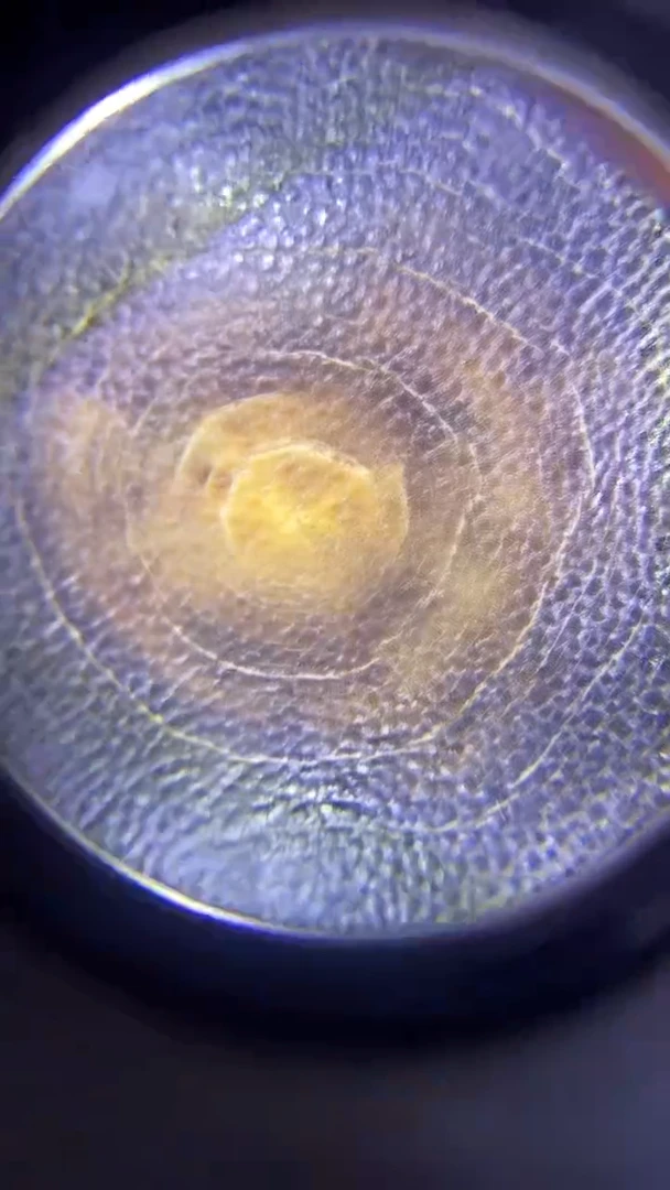 【闪购商品】瓷片闪购商品，如图所示