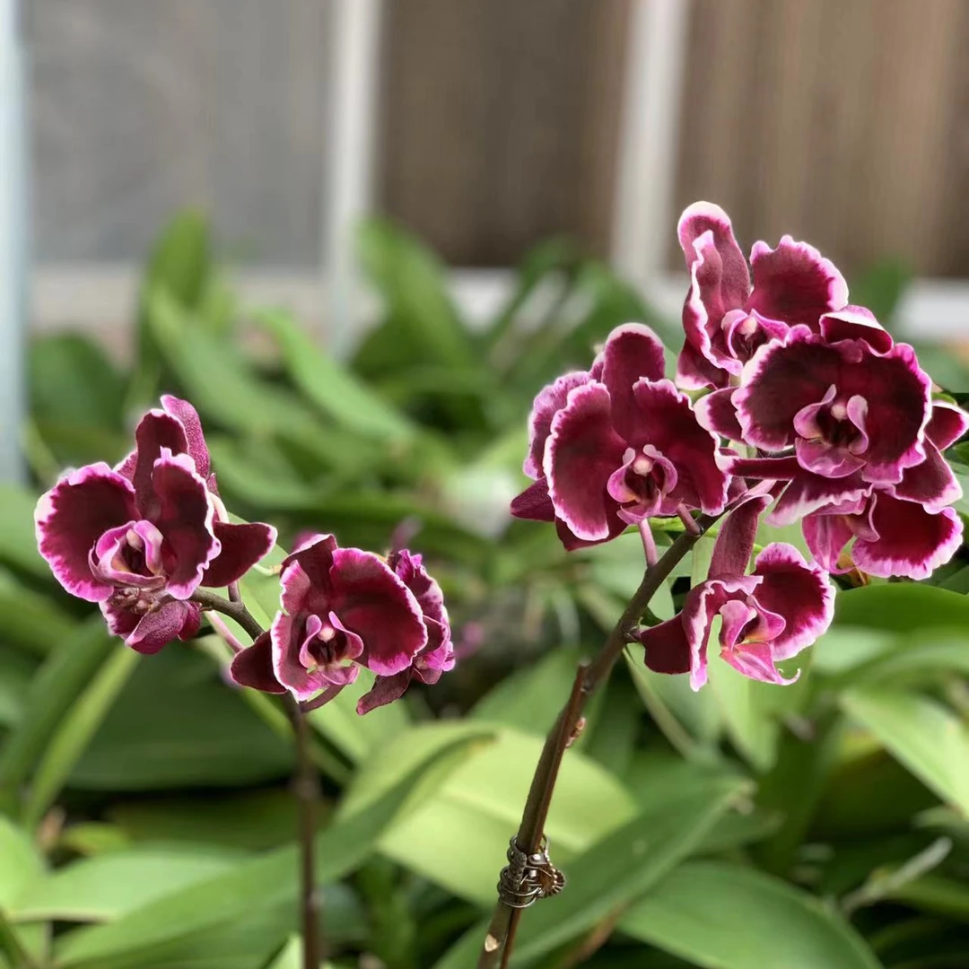 【拉丁舞裙】室内花卉蝴蝶兰3.0寸   叶片有微瑕疵  介意者慎拍