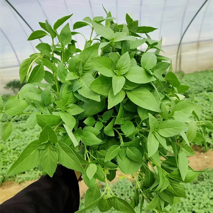 新鲜荆芥特产带根河南农家包邮现摘现发自种新荆菜大叶蔬菜凉拌菜