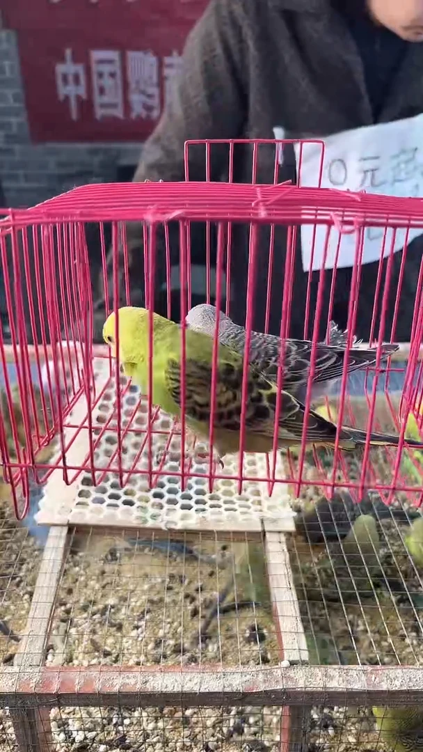 虎皮鹦鹉虎皮鹦鹉